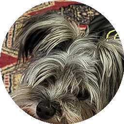 Max, a Yorkshire terrier
