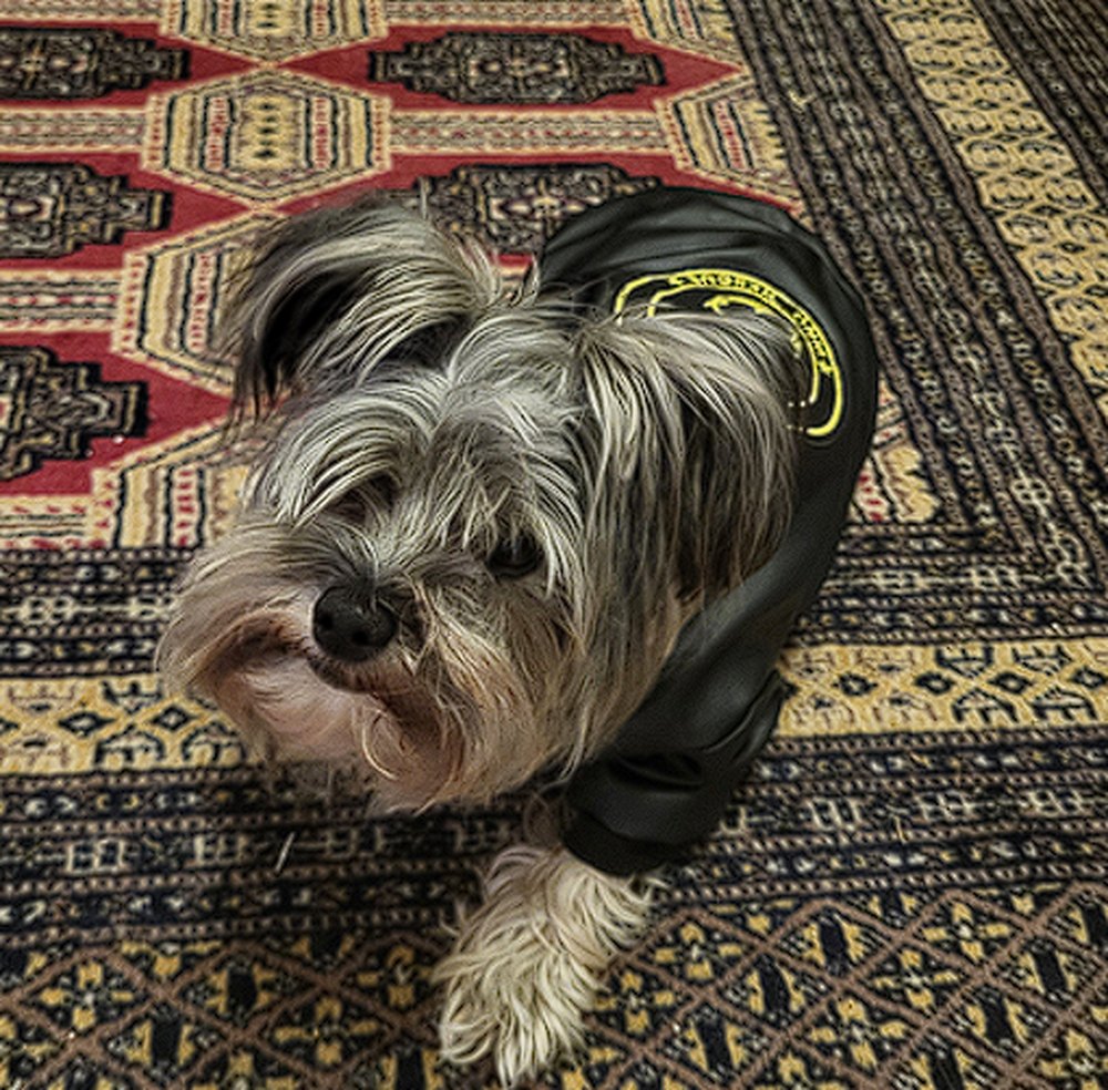 Max in a leather jacket, looking unimpressed